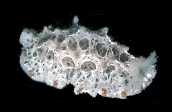 Sclerodoris tanya